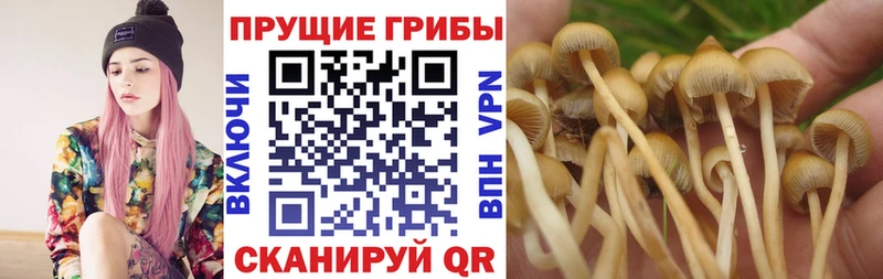 Галлюциногенные грибы мицелий  закладка  Мурманск 